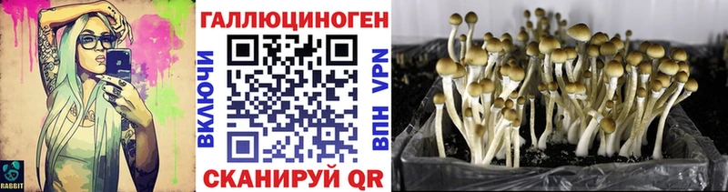 где можно купить   Верхняя Пышма  Псилоцибиновые грибы Psilocybine cubensis 