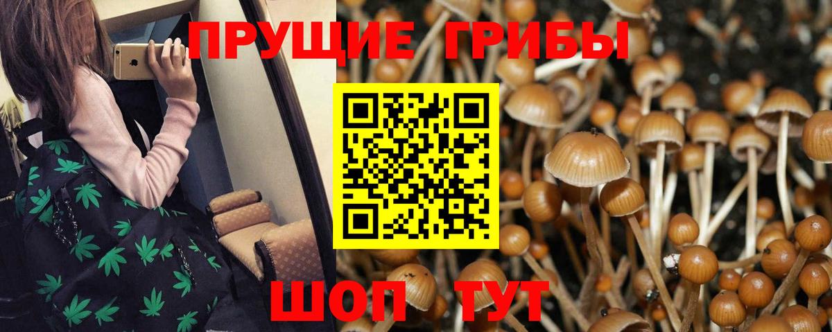 Псилоцибиновые грибы мицелий Верхняя Пышма